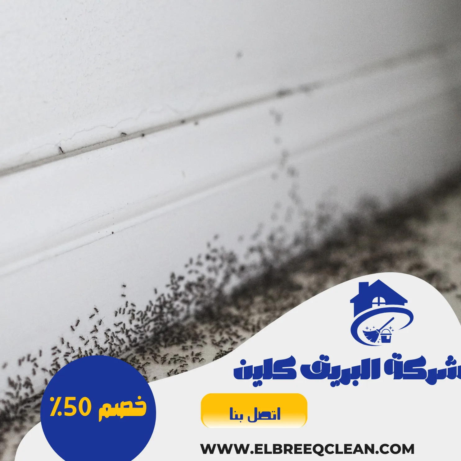 شركة مكافحة حشرات بينبع-خصم50%